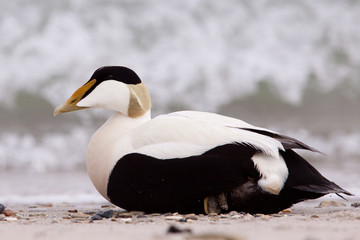 Obraz premium Male Eider close-up