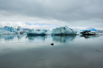 a bird floating at Jokulsarlon Glacier Lake, Iceland