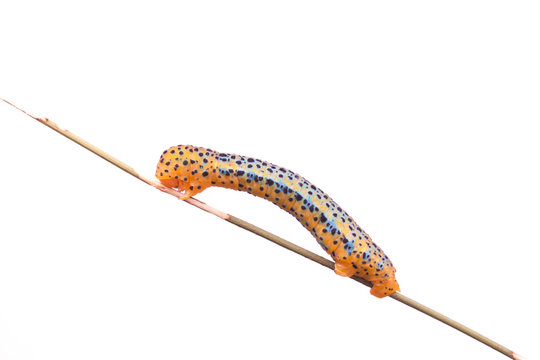 A close up of the span worm
