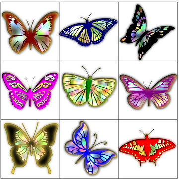 butterfly butterflies color design
