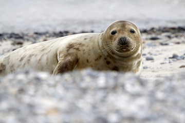 Fototapeta premium Kegelrobbe am Strand der Helgoländer Düne
