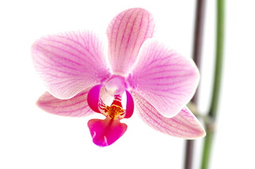 Fototapeta na wymiar orchidée sur fond blanc