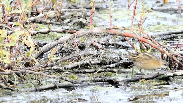 Little Crake (Porzana parva)