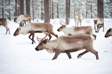 reindeer - 40335108