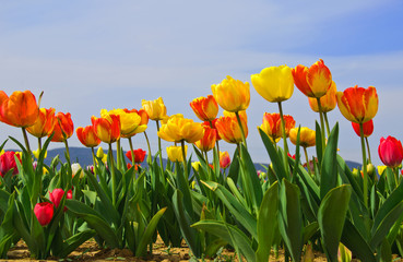 Spring: Colorful tulips with blue sky