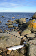 Sea trout coast fishing