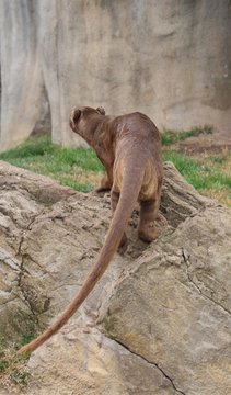 Fossa - Cryptoprocta ferox