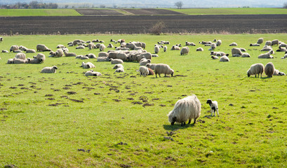 Herd of sheep