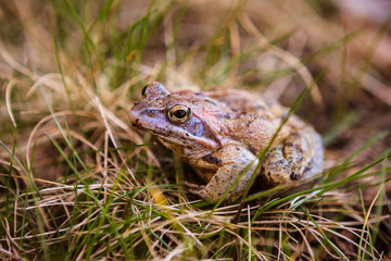 Frog