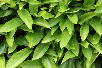 Fototapeta premium Leaves Wall