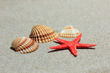 Seashells on sandy beach