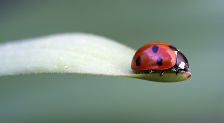 Coccinella 7-punctata (Seven-spot ladybird)