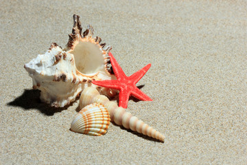 Fototapeta na wymiar Seashells on sandy beach