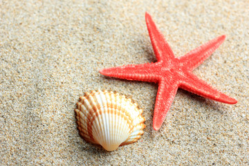 Fototapeta na wymiar Seashells on sandy beach