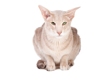oriental cat sitting on isolated  white
