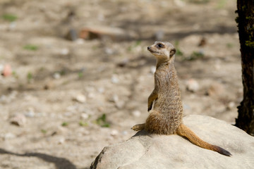 Suricate assis