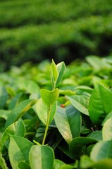 Green tea bud and leaves