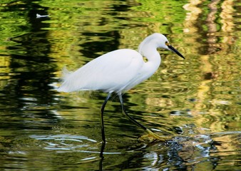 white heron goes on water