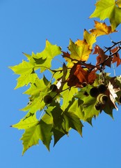 autumn leaves in the blue sky