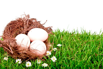 Eggs in nest on  fresh spring green grass