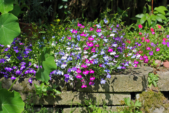 Lobelia flowers growing in the garden