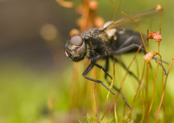 Fly and moss