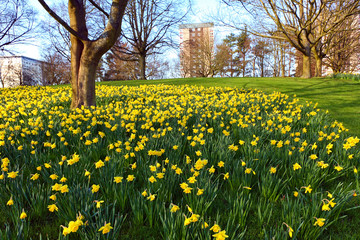 Meadow of daffodiles in the park
