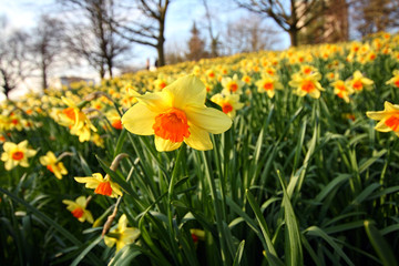 Meadow of daffodils in the park