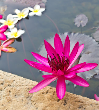 pink lutus on the river
