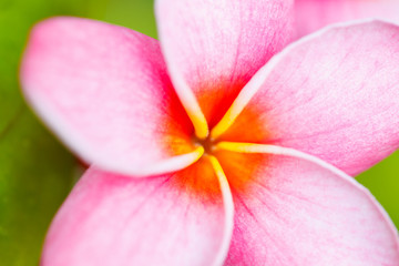 Fototapeta na wymiar tropikalny kwiat
