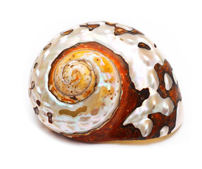 sea shell isolated on white