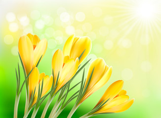 spring background with yellow crocus