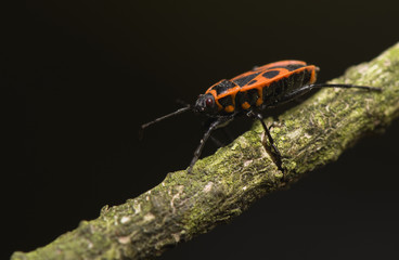 Pyrrhocoris apterus