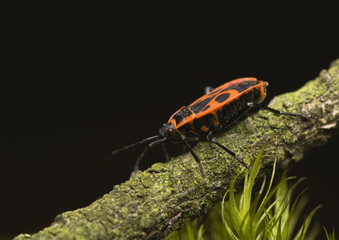 Pyrrhocoris apterus