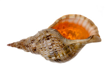 Big seashell - triton's trumpet
