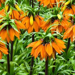 Orange crown imperial flowers (Fritillaria imperialis)
