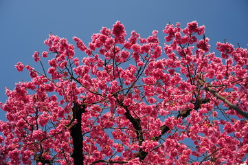 Cerasus campanulata-3