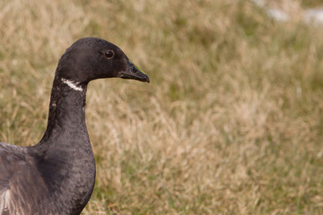 Brent goose portrait