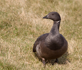 Brent goose (Branta bernicla)