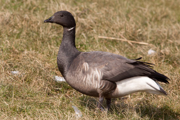 Brent goose (Branta bernicla)