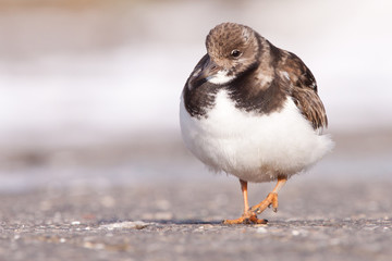 Ruddy Turnstone (Arenaria interpres) close-up