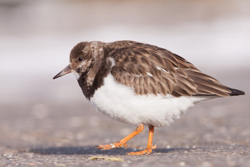 Ruddy Turnstone (Arenaria interpres)