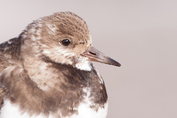 Ruddy Turnstone (Arenaria interpres) portrait