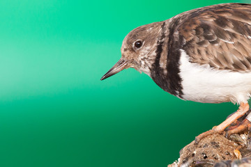 Ruddy Turnstone (Arenaria interpres) against a green background