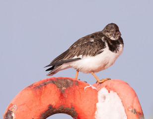 Ruddy Turnstone (Arenaria interpres)
