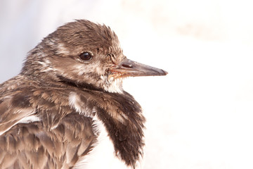 Ruddy Turnstone (Arenaria interpres) portrait
