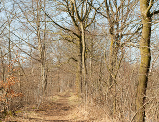 Forrest path in autumn