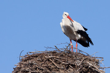 A stork standing on a nest