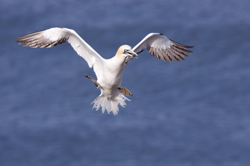 Gannet with a stick in its beak