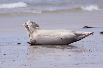 Common seal with a flipper over its head © ijdema